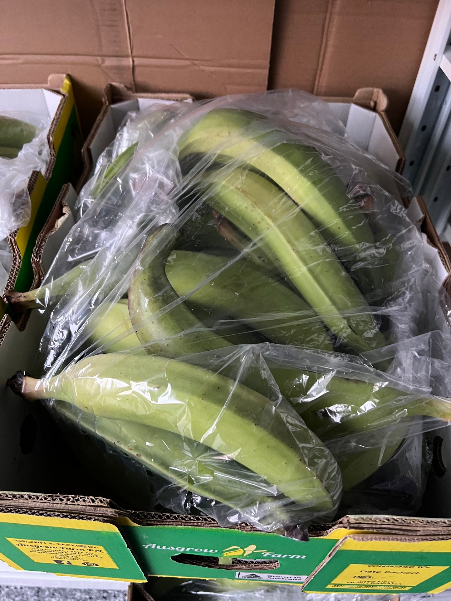 Fresh plantain